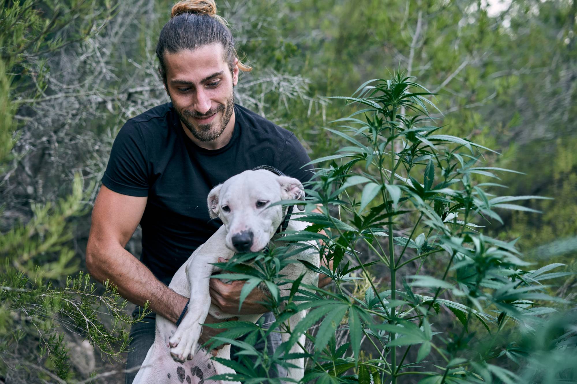 Intoxicação animal por cannabis: o que todo tutor e profissional de saúde precisa saber