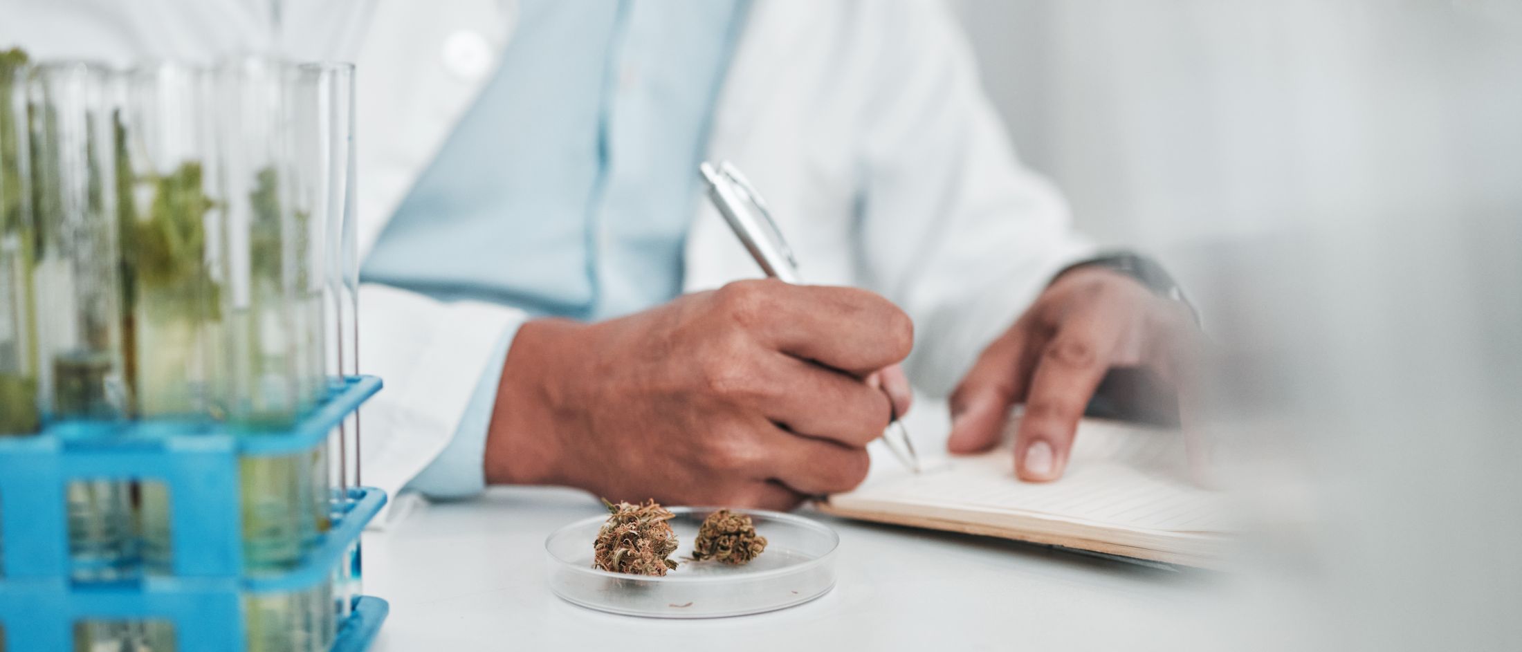 Curso de prescrição de cannabis: guia completo para escolher a melhor formação para sua prática clínica