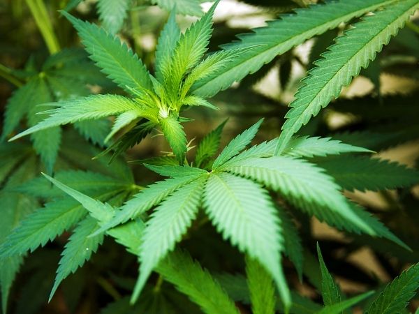 Canabinoides menores: entenda seus usos e propriedades terapêuticas
