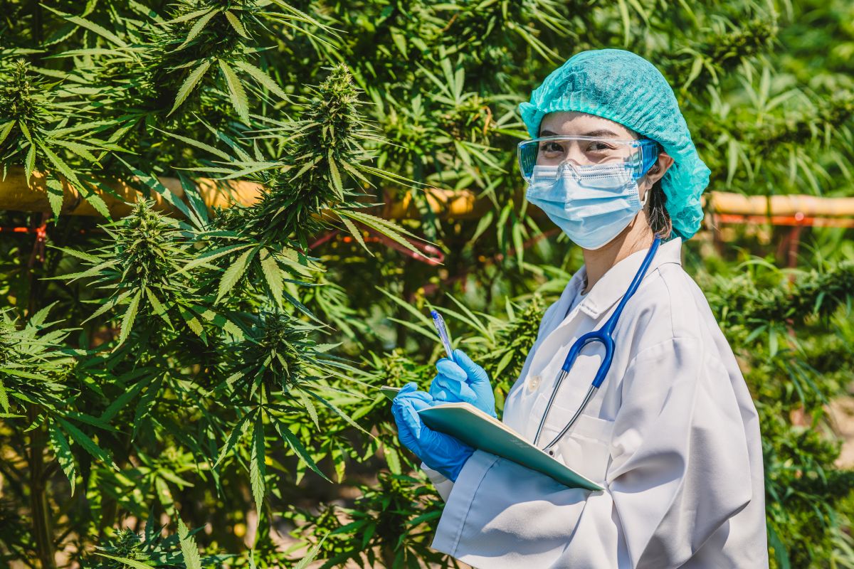 Cannabis medicinal: mitos e verdades que todo prescritor deve conhecer