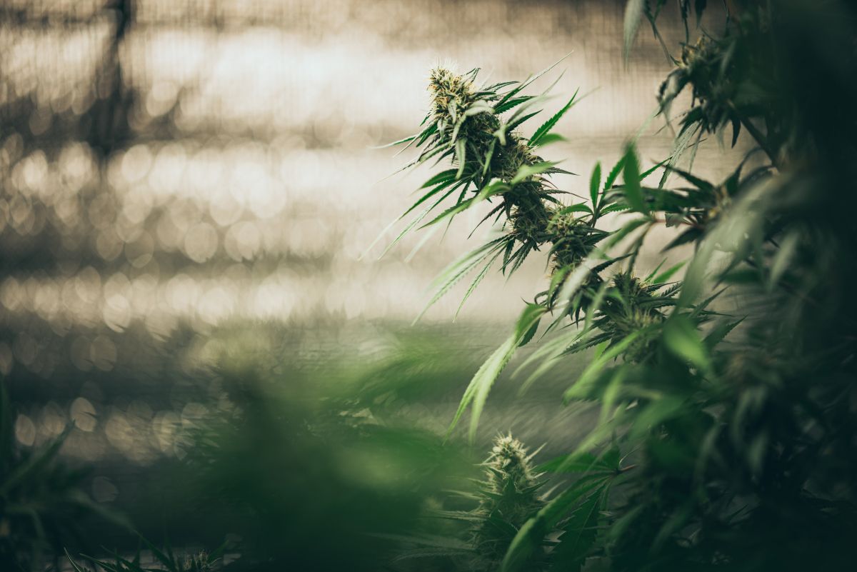 Extrato de cannabis: o que é, como funciona e para que são indicados