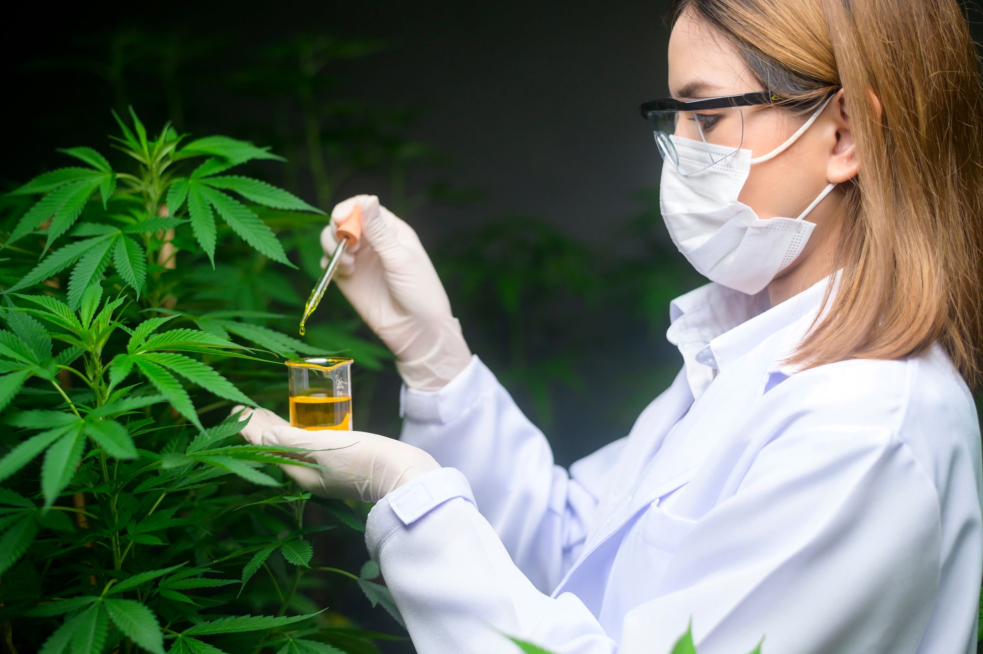 Unicamp analisa óleos de cannabis: o que a composição desses produtos revela sobre qualidade e segurança