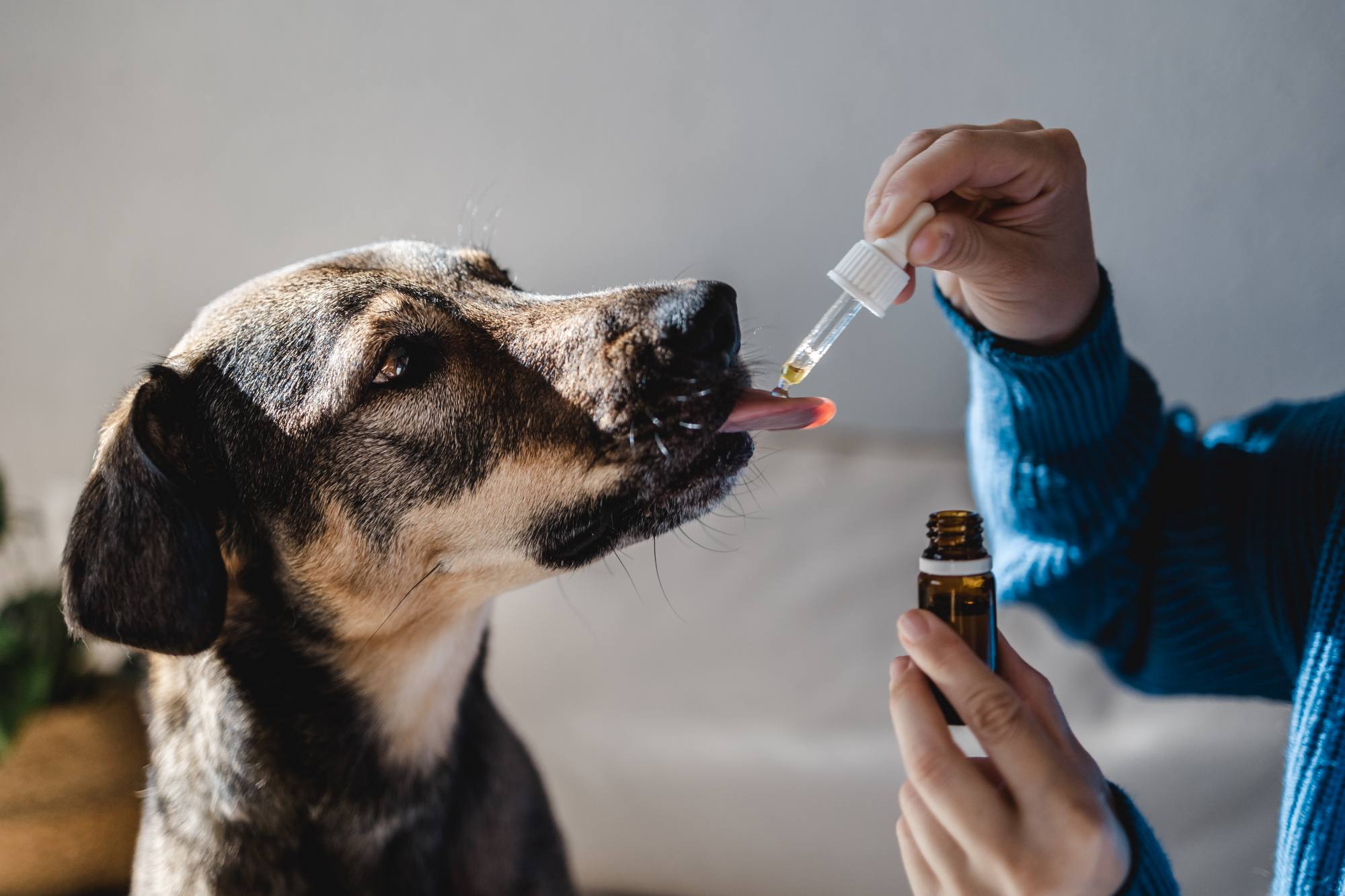 Formas farmacêuticas de produtos de cannabis para animais: o que médicos veterinários precisam saber