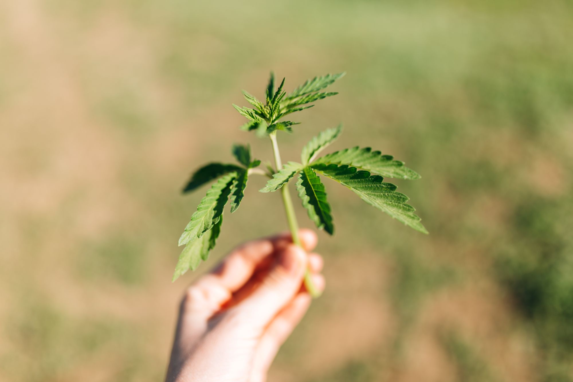 Cannabis medicinal no SUS: quem tem direito e como solicitar o tratamento
