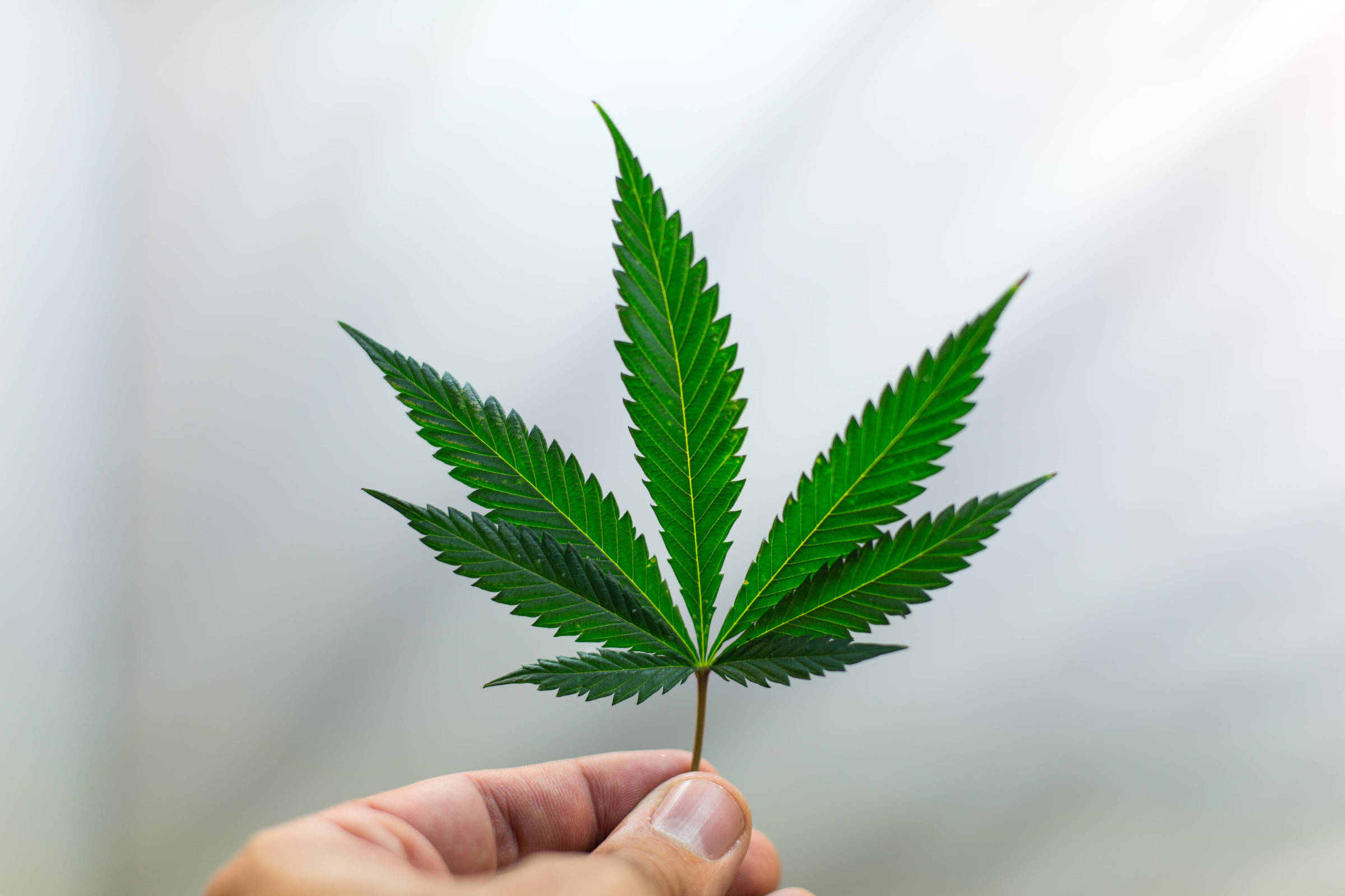 O que são canabinóides? Entenda seu funcionamento e potencial terapêutico