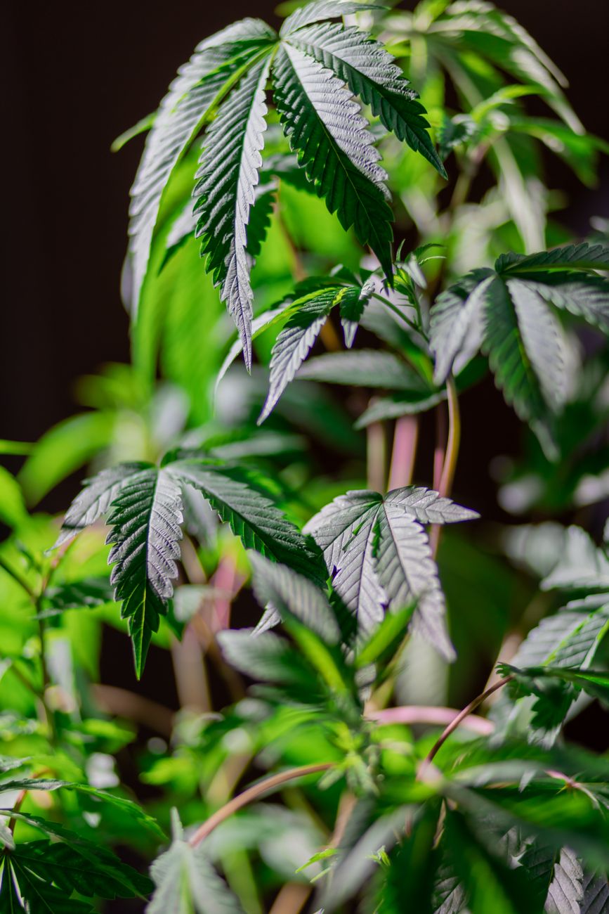 Close-up de plantas de cannabis vibrantes destacando suas folhas verdes exuberantes.