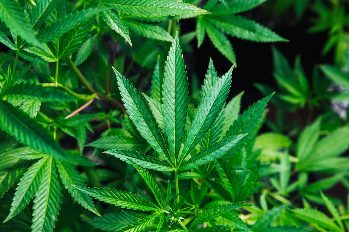 folha de cannabis