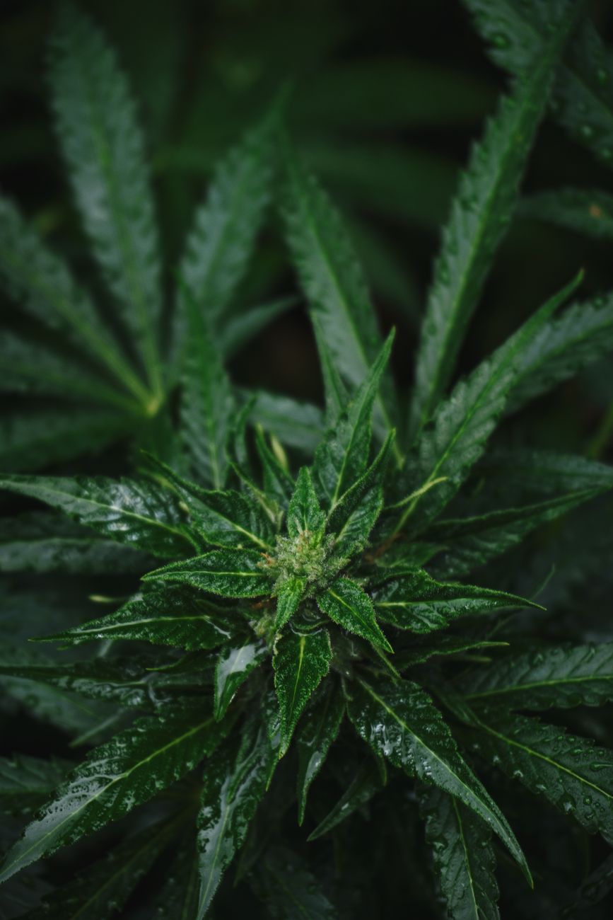 Uma pessoa segurando brotos de cannabis com luvas azuis, exibindo textura e cor.